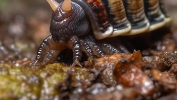 Saat bekicot dipadukan dengan lipan menjadi centinail.  Foto: Reddit/Macilento