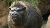 Kawin silang antara babi dan gorilla