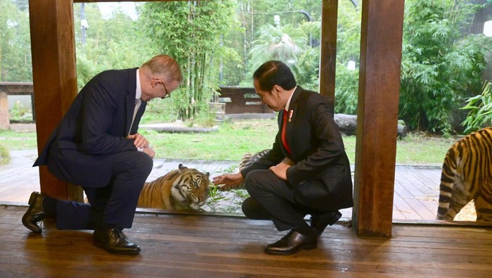 Jokowi dan PM Australia Lihat Harimau Sumatera