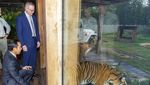 Momen Jokowi Bercengkerama dengan Harimau Sumatera di Australia