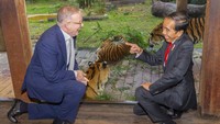 Reaksi Presiden Indonesia Joko Widodo (kanan) dan Perdana Menteri Australia Anthony Albanese saat mengunjungi kandang harimau Sumatera di Kebun Binatang Taronga di Sydney, Selasa, 4 Juli 2023.  