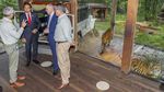 Momen Jokowi Bercengkerama dengan Harimau Sumatera di Australia