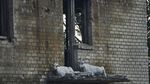 Potret Pilu Kambing-kambing Tinggal di Reruntuhan Perang Rusia-Ukraina