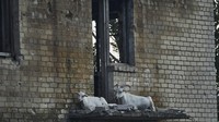 Kini kambing-kambing itu menjadi liar karena ditinggal pemiliknya yang mengungsi akibat perang Rusiai-Ukraina. AP Photo/Libkos.