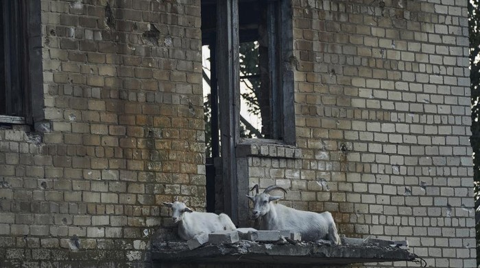 Kasihan, Kambing-kambing Ini Tinggal di Reruntuhan Perang Rusia-Ukraina Perang Rusia-Ukraina tidak hanya membuat warga kehilangan tempat tinggal. Perang juga membuat hewan peliharaan menjadi liar dan tinggal di reruntunan bangunan.