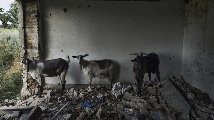 Kasihan, Kambing-kambing Ini Tinggal di Reruntuhan Perang Rusia-Ukraina Perang Rusia-Ukraina tidak hanya membuat warga kehilangan tempat tinggal. Perang juga membuat hewan peliharaan menjadi liar dan tinggal di reruntunan bangunan.