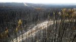 Kobaran Api yang Membakar Hutan di British Columbia Kanada