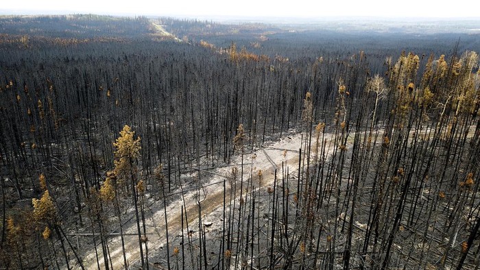 Kobaran Api yang Membakar Hutan di British Columbia Kanada Flames from the Donnie Creek wildfire burn along a ridge top north of Fort St. John, British Columbia, Canada, Sunday, July 2, 2023. (AP Photo/Noah Berger)