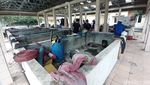 Pilu Damkar Kota Tasikmalaya yang Bermarkas di Kolam Ikan