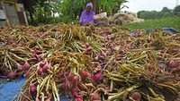 Menurut petani hasil panen bawang merah tahun ini cukup stabil karena curah hujan masih terjadi hingga awal Juli 2023.