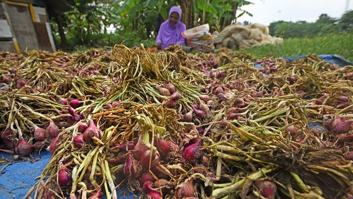 Petani menjemur bawang merah di Kampung Jombang Masigit Kota Cilegon, Banten, Selasa (4/7/2023). Menurut petani hasil panen bawang merah tahun ini cukup stabil karena curah hujan masih terjadi hingga awal Juli 2023. ANTARA FOTO/Asep Fathulrahman/tom.