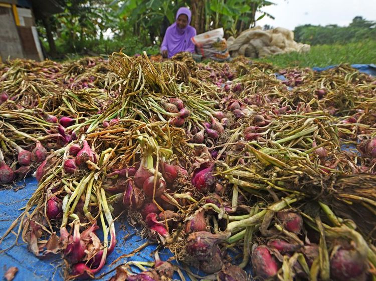 Panen Bawang Merah di Banten Stabil