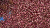 Petani menjemur bawang merah di Kampung Jombang Masigit Kota Cilegon, Banten, Selasa (4/7/2023).