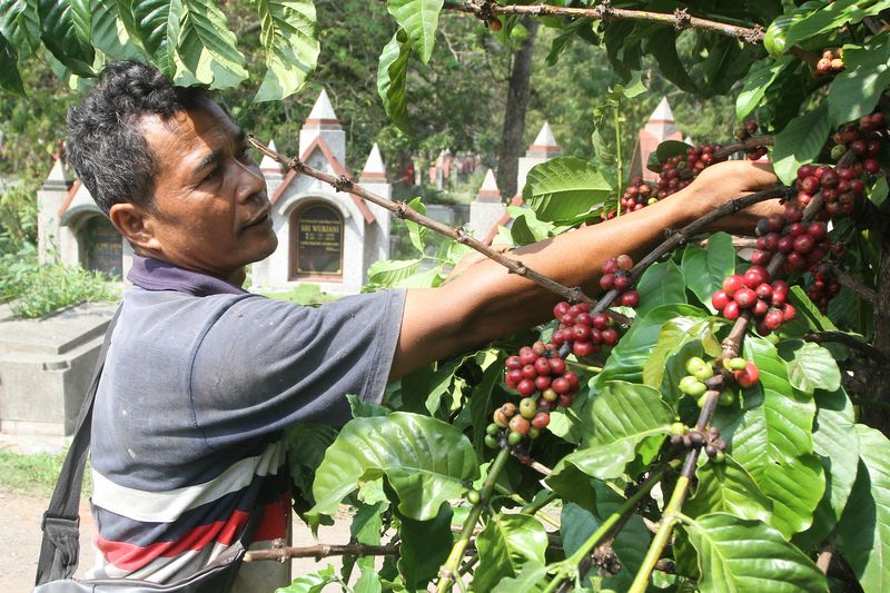 Pekerja memanen kopi jenis robusta yang ditanam di area Tempat Pemakaman Umum (TPU) Nasrani, Sukun, Malang, Jawa Timur, Selasa (4/7/2023). Sebanyak 4.000 pohon kopi yang ditanam di area pemakaman seluas 12 hektare tersebut bisa menghasilkan sekitar 4 ton biji kopi merah per tahun yang kemudian diolah guna memenuhi kebutuhan para pekerja dan dijual ke masyarakat dengan nama kopi tulang. ANTARA FOTO/Ari Bowo Sucipto/tom.