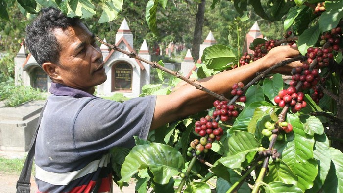 Pekerja memanen kopi jenis robusta yang ditanam di area Tempat Pemakaman Umum (TPU) Nasrani, Sukun, Malang, Jawa Timur, Selasa (4/7/2023). Sebanyak 4.000 pohon kopi yang ditanam di area pemakaman seluas 12 hektare tersebut bisa menghasilkan sekitar 4 ton biji kopi merah per tahun yang kemudian diolah guna memenuhi kebutuhan para pekerja dan dijual ke masyarakat dengan nama kopi tulang. ANTARA FOTO/Ari Bowo Sucipto/tom.
