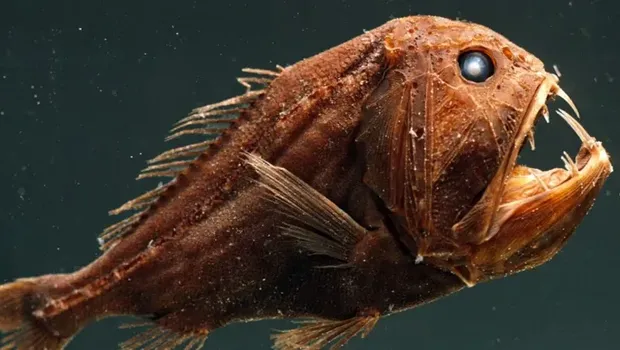 Penghuni bangkai kapal Titanic