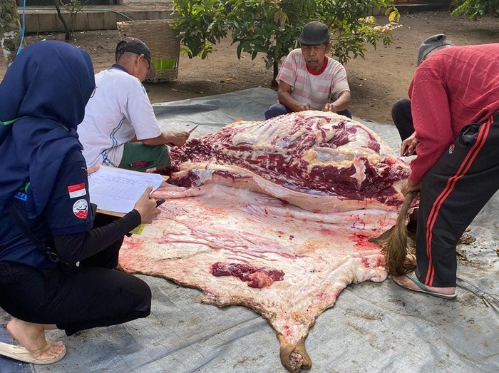 penyembelihan hewan ternak sapi di blitar