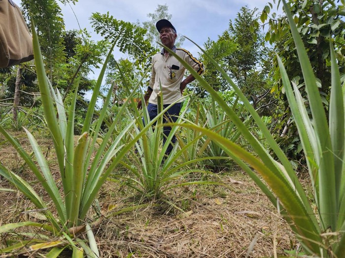 Pertanian Nanas