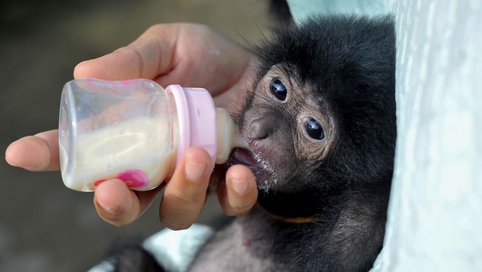 Seekor bayi siamang (Symphalangus syndactylus) bermain dengan perawat di kandang rawat Kebun Binatang Taman Rimba Jambi, Jambi, Selasa (4/7/2023). Bayi siamang yang lahir prematur pada Maret 2023 dari induk betina Mongky dan pejantan Keling di kebun binatang setempat itu terpaksa mendapatkan perawatan terpisah karena diterlantarkan si induk setelah kelahirannya.