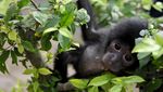 Potret Bayi Siamang Saat Dirawat di Kebun Binatang Jambi