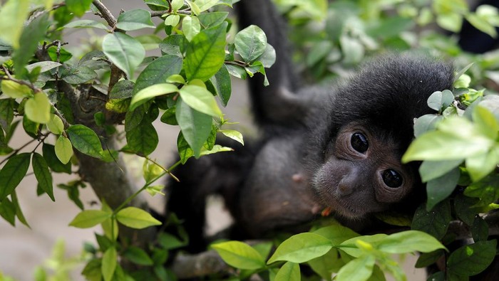 Seekor bayi siamang (Symphalangus syndactylus) bermain dengan perawat di kandang rawat Kebun Binatang Taman Rimba Jambi, Jambi, Selasa (4/7/2023). Bayi siamang yang lahir prematur pada Maret 2023 dari induk betina Mongky dan pejantan Keling di kebun binatang setempat itu terpaksa mendapatkan perawatan terpisah karena diterlantarkan si induk setelah kelahirannya.