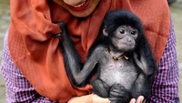 Seekor bayi siamang (Symphalangus syndactylus) bermain dengan perawat di kandang rawat Kebun Binatang Taman Rimba Jambi, Jambi, Selasa (4/7/2023). 
