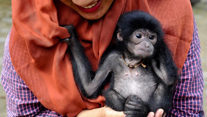 Seekor bayi siamang (Symphalangus syndactylus) bermain dengan perawat di kandang rawat Kebun Binatang Taman Rimba Jambi, Jambi, Selasa (4/7/2023). Bayi siamang yang lahir prematur pada Maret 2023 dari induk betina Mongky dan pejantan Keling di kebun binatang setempat itu terpaksa mendapatkan perawatan terpisah karena diterlantarkan si induk setelah kelahirannya.