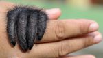 Potret Bayi Siamang Saat Dirawat di Kebun Binatang Jambi
