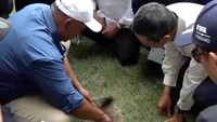 Qamal menunjukkan rumput yang ditanam di karpet kepada Basuki, Erick Thohir dan Heru Budi. Rumput itu disobek untuk diperlihatkan teknik penanaman rumput di JIS. (Dok. Tim Erick Thohir)