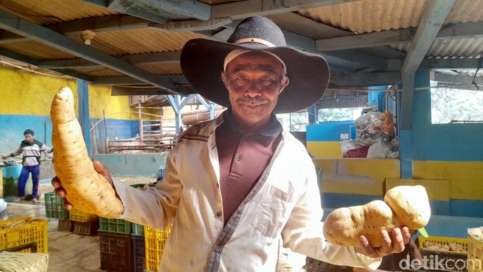 Suhaya (70) petani ubi tersukses di Sumedang