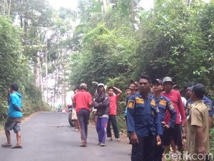 Koloni Lebah Madu Serang Warga Klaten, Begini Penjelasan Peneliti BRIN