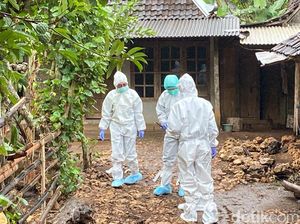 Kasus Wabah Antraks di Gunungkidul: Awal Mula hingga Penyebab