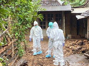 Fakta-fakta Antraks di Gunungkidul Buntut Makan Sapi yang Sudah Dikubur