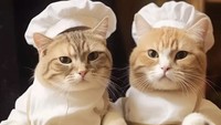 Tingkah lucu kucing-kucing ini bisa dilihat di akun Instagram @meawlands. Banyak pencinta kucing menantikan aksi-aksi terbaru hewan menggemaskan ini. Foto: Instagram meawlands