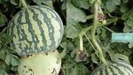 8 Buah Hybrid yang Eksis, Ada Pineberry hingga Melon Lemon