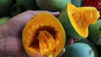 Mangga alpukat pernah viral beberapa tahun lalu. Buah mangga ini memiliki tampilan yang mirip seperti alpukat, karena dapat dibelah dua. Rasanya lebih manis dari jenis lainnya. Foto: Getty Images/iStockphoto/
