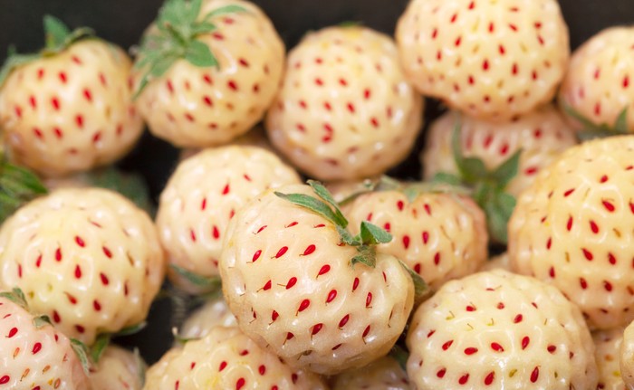 Buah hybrid Buah hybrid yang unik