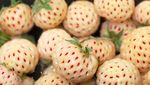 8 Buah Hybrid yang Eksis, Ada Pineberry hingga Melon Lemon