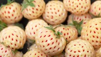Pineberry, buah persilangan antara dua jenis stroberi yang warnanya putih dengan bintik merah. Cita rasa pineberry ini masih ada sensasi stroberi, tapi terdapat esensi nanas, pir, dan aprikot. Foto: Getty Images/iStockphoto/