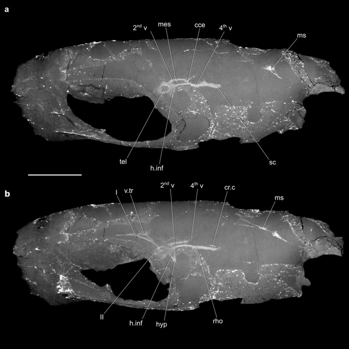 Fosil otak vertebrata