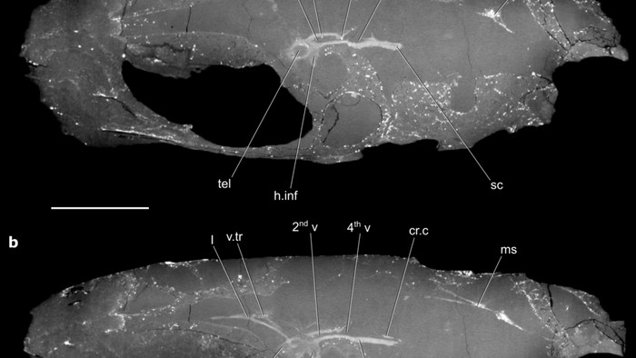Fosil otak vertebrata