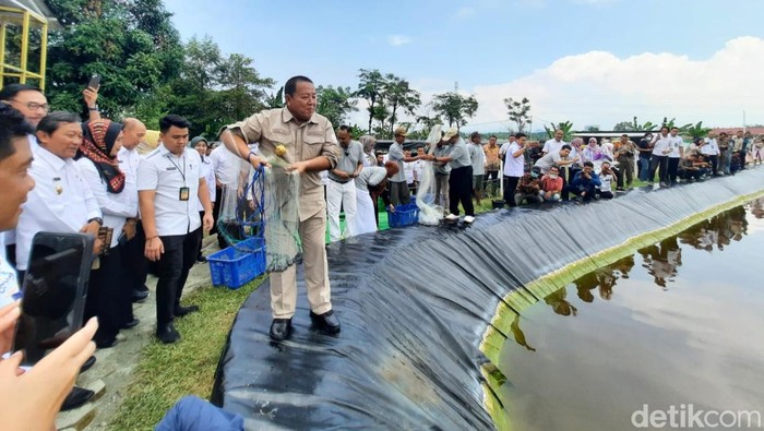 Gubernur Lampung Arinal Djunaidi melakukan panen perdana budidaya udang air tawar.