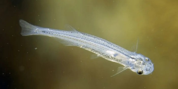 Ikan candiru