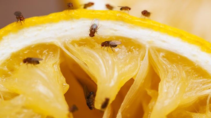 Makanan Sudah Dihinggapi Lalat, Apakah Masih Aman Dimakan?