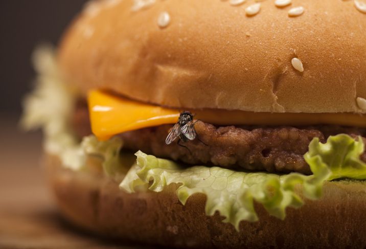 Makanan Sudah Dihinggapi Lalat, Apakah Masih Aman Dimakan?