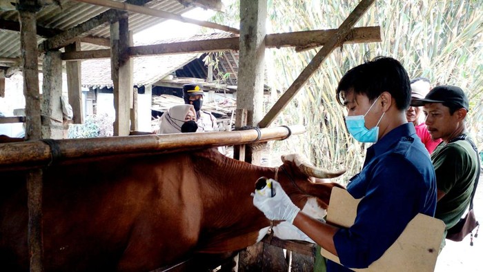 Petugas Poskeswan saat melakukan pemeriksaan hewan ternak di Kulon Progo belum lama ini.