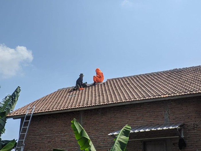 Petugas BPBD Kudus mengevakuasi sarang tawon di rumah warga Desa Mijen, Kecamatan Kaliwungu, Kabupaten Kudus, Jawa Tengah, Rabu (5/7/2023).