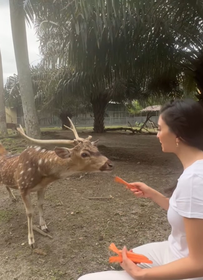 Memberi makan para penghuni kebun binatang pun sudah menjadi rutinitas Raline ketika pulang kampung. (Foto: Instagram/@ralineshah)