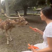Memberi makan para penghuni kebun binatang pun sudah menjadi rutinitas Raline ketika pulang kampung. (Foto: Instagram/@ralineshah)