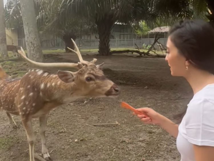 8 Potret Rumah Keluarga Raline Shah di Medan, Mewah Ada Kebun Binatang